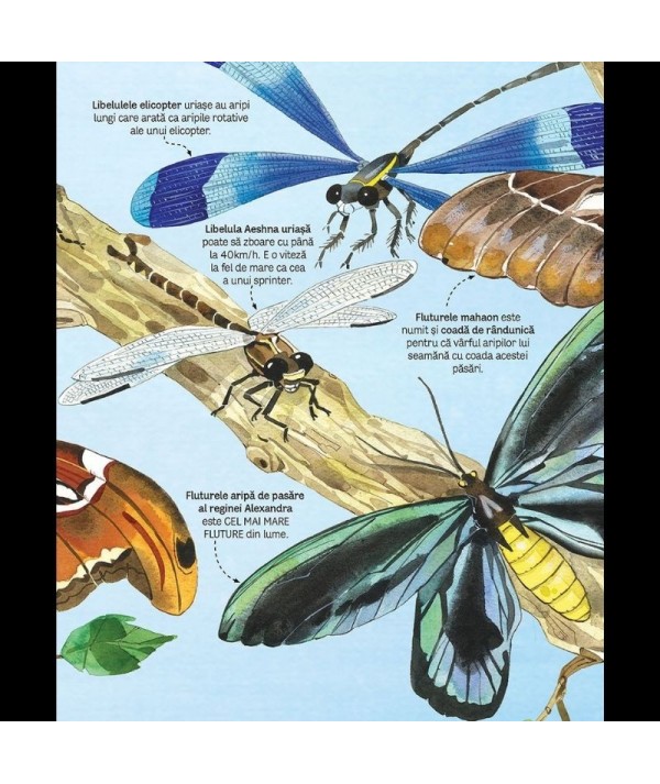 Plausible Insight puppet Marea a carte fluturilor si a altor insecte