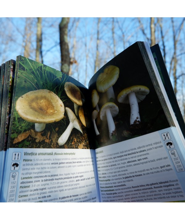 Ghidul culegătorului de ciuperci - pagini interior